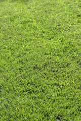 Green grass texture