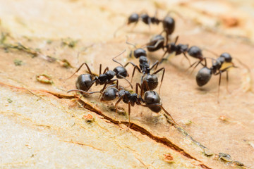 black ants on wood