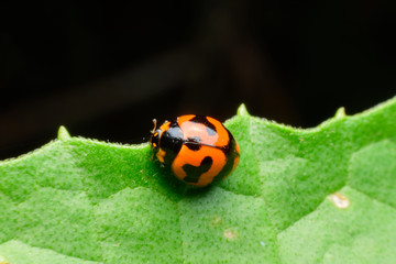 Fototapeta premium Ladybug on leaf in garden nature