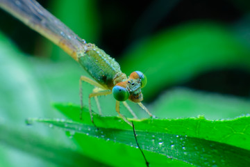 Macro picture of dragonfly on the leave