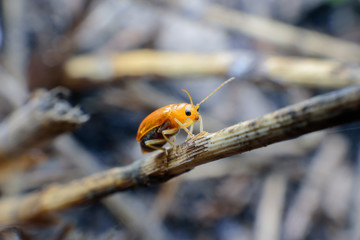 bug on dry grass