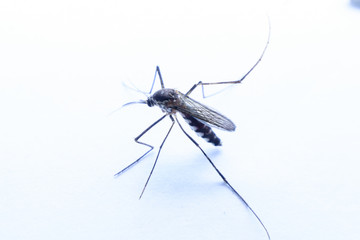 mosquitoes