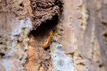 Close up termites