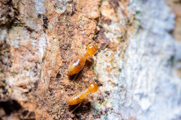 Close up termites