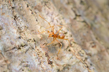 Small red ant on tree