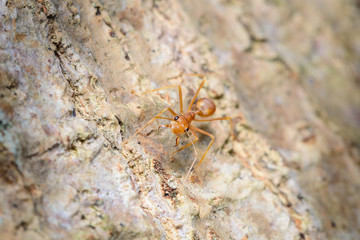Small red ant on tree