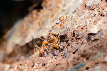 Small red ant on tree