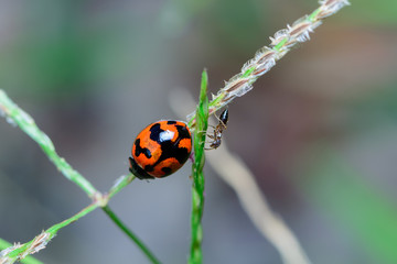 Fototapeta premium Ladybug on flower
