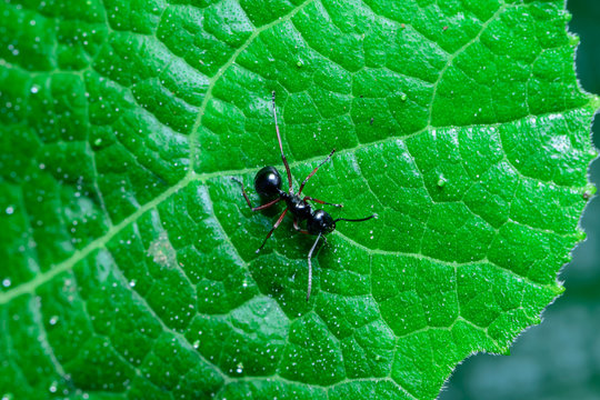 Black Ant On Leaf