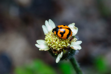Ladybug on flower