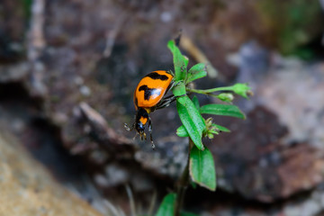 Ladybug on flower
