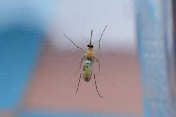 Close-up of a mosquito sucking blood