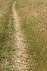 Obraz premium Grassy Path