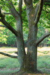 Split oak trunk with moss
