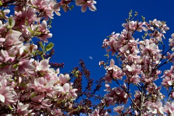 Cherry blossom and the moon