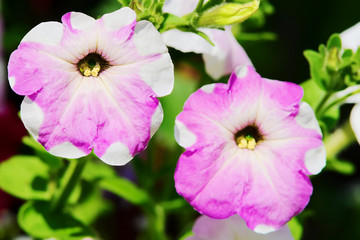 Fototapeta na wymiar Petunia flowers in springtime. Violet petunia blooming on flowerbed in the spring garden in sunlight. Selective focus.