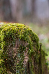Moss on the on tree trunk