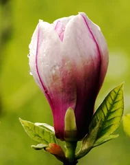 Photo sur Plexiglas Magnolia Fleur de magnolia rose après la pluie avec des gouttes d& 39 eau
