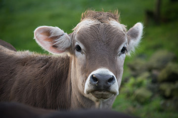 Brown Cow