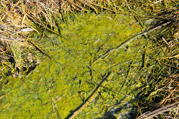 Marshland with algae in standing water
