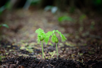 Sapling of the tree  on soil,sapling.Growing plants. Plant seedling.