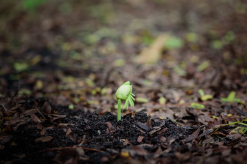 Sapling of the tree  on soil,sapling.Growing plants. Plant seedling.