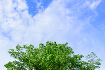 Beautiful tree on blue sky background,Tree top