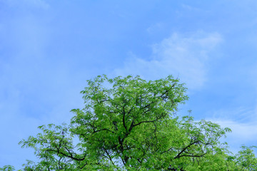 Beautiful tree on blue sky background,Tree top