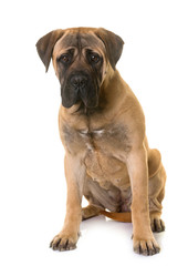 puppy bull mastiff