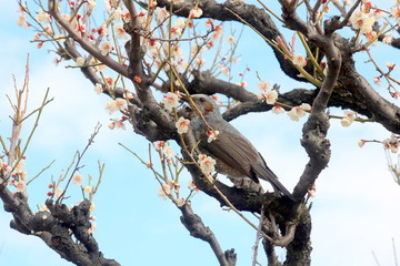 梅とひよどり