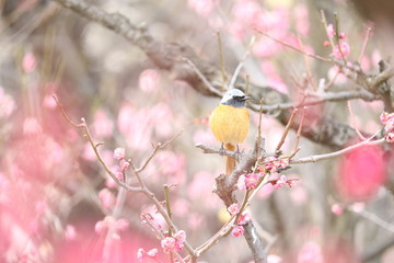 梅とヤマガラ