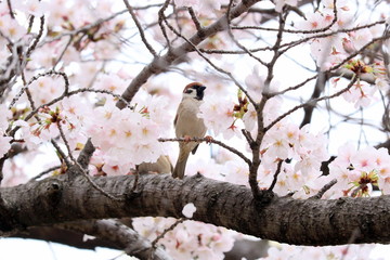 桜とスズメ