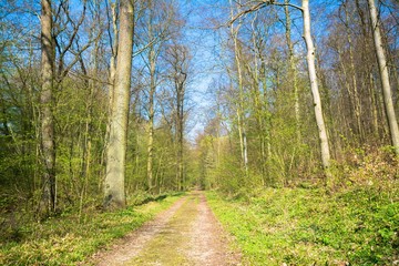 Fototapeta na wymiar Waldweg im Frühling in Hameln, Niedersachsen