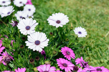 Beautiful white and purple chrysanthemum  flowers in nature garden in Doi Inthanon Chiang mai Thailand