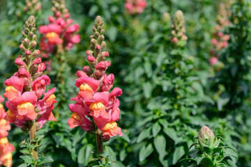 Beautiful pink flowers in nature garden in Doi Inthanon Chiang mai Thailand