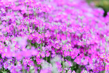 Beautiful purple flowers in nature garden in Doi Inthanon Chiang mai Thailand