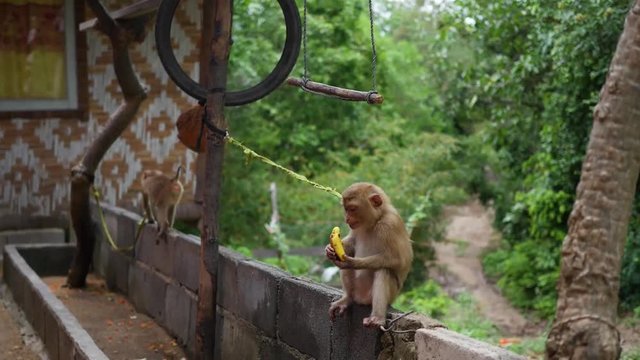 The boy feeds the monkey bananas. PHANGAN, THAILAND.