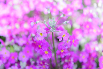 Fototapeta na wymiar Beautiful purple flowers in nature garden in Doi Inthanon Chiang mai Thailand