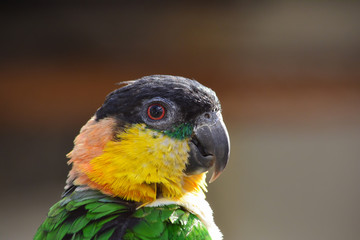 Parrot portrait