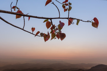 Dimly light of the morning sun and shadow tree  at Doi Hua Mod , Umphang district, Tak province,...