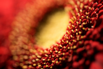 Delicate red gerbera flower. macro shot pohoto.