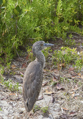 Yellow-crowned Night Heron (immature) NYCTANASSA VIOLACEA in Ding Darling National Wildlife Preserve