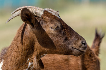 Brown goat