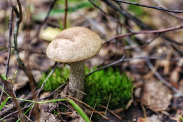 Brown cap bolete mushrooms growing in wood