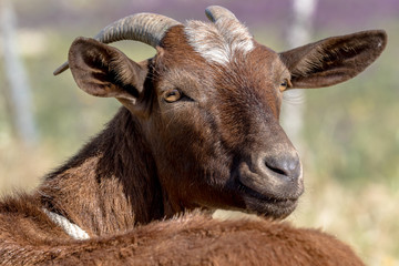 Brown goat