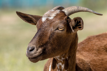 Fototapeta premium Brown goat