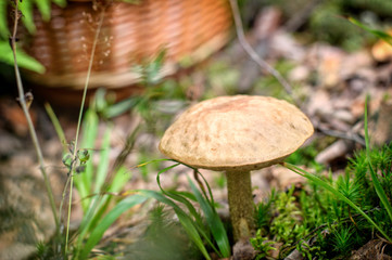 Mushrooms growing in the green forest