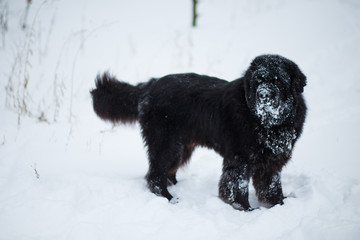 Newfoundland stands in deep snow. Dog on winter walk. Pedigreed dog walks in winter on nature in snow. Healthy pet for walk.