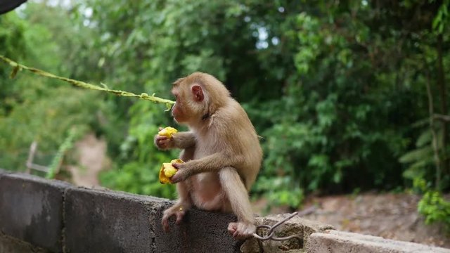 A monkey in the park sits and eats bananas. PHANGAN, THAILAND.