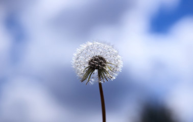 Close up of white delicate dandelion